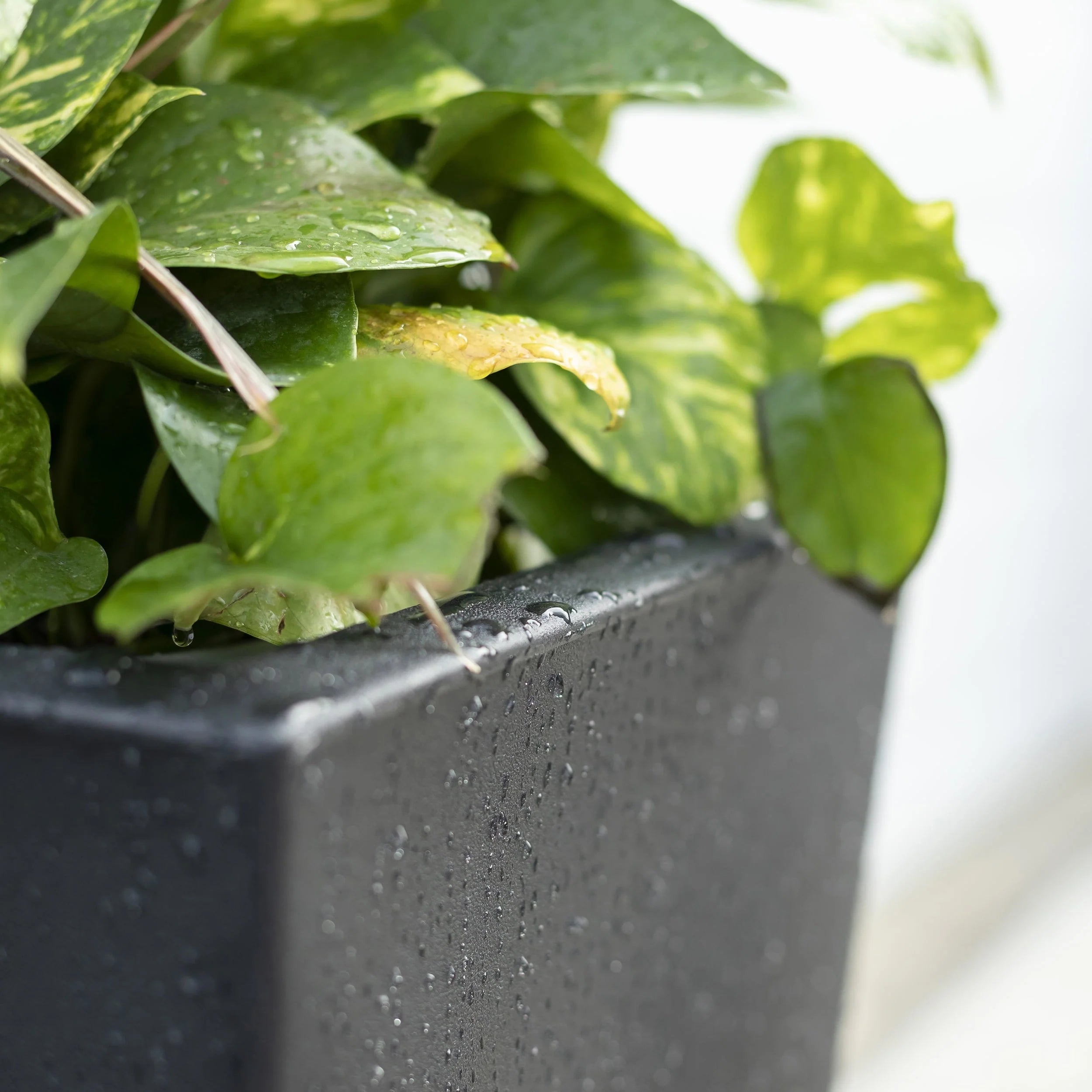 Step2 Tremont 2pk Plastic Black Square Planter 15" W x 15" D x 28" H